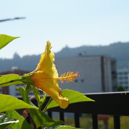 Jardim Da Celeste Viana do Castelo Ngoại thất bức ảnh