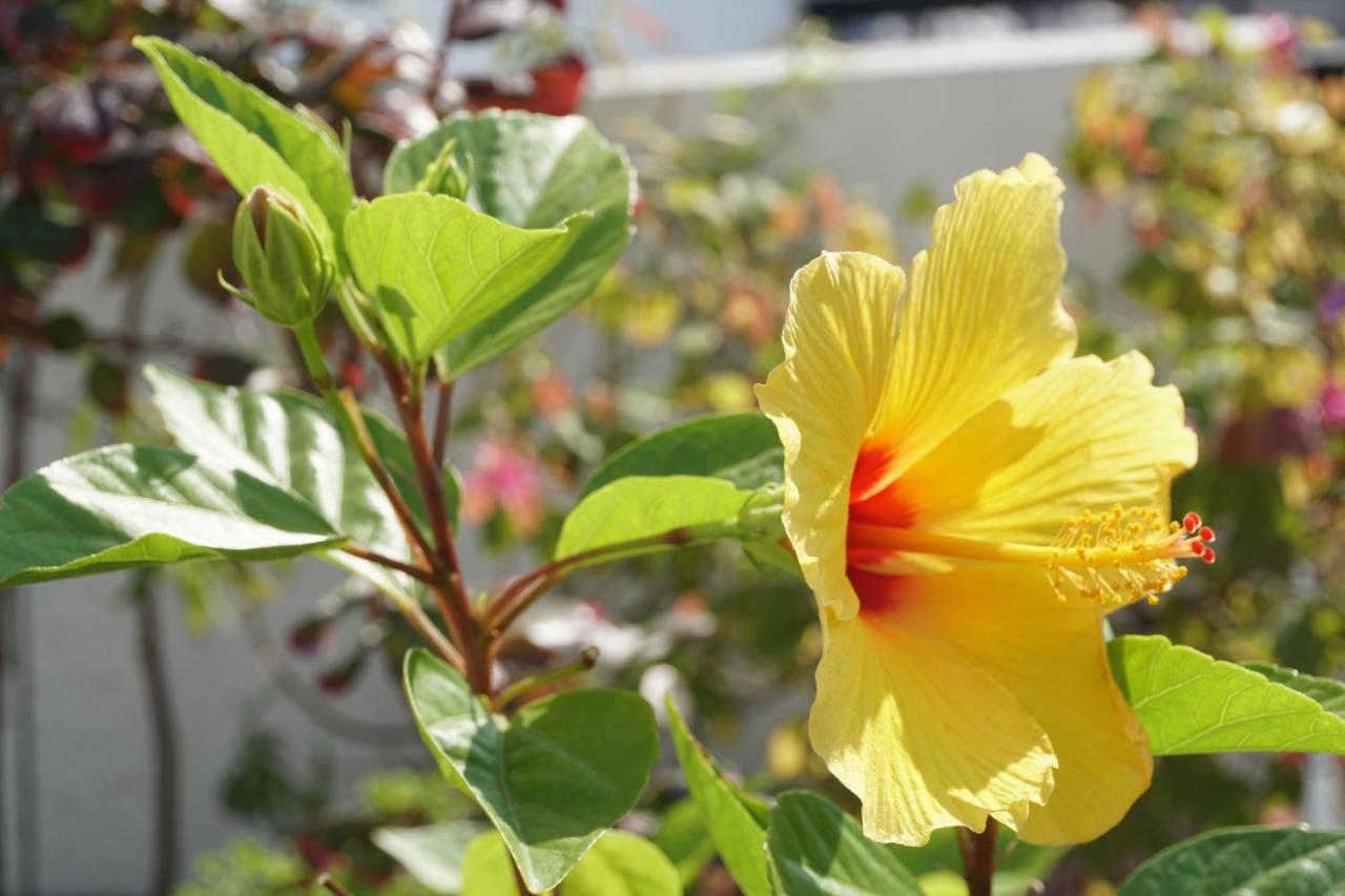 Jardim Da Celeste Viana do Castelo Ngoại thất bức ảnh